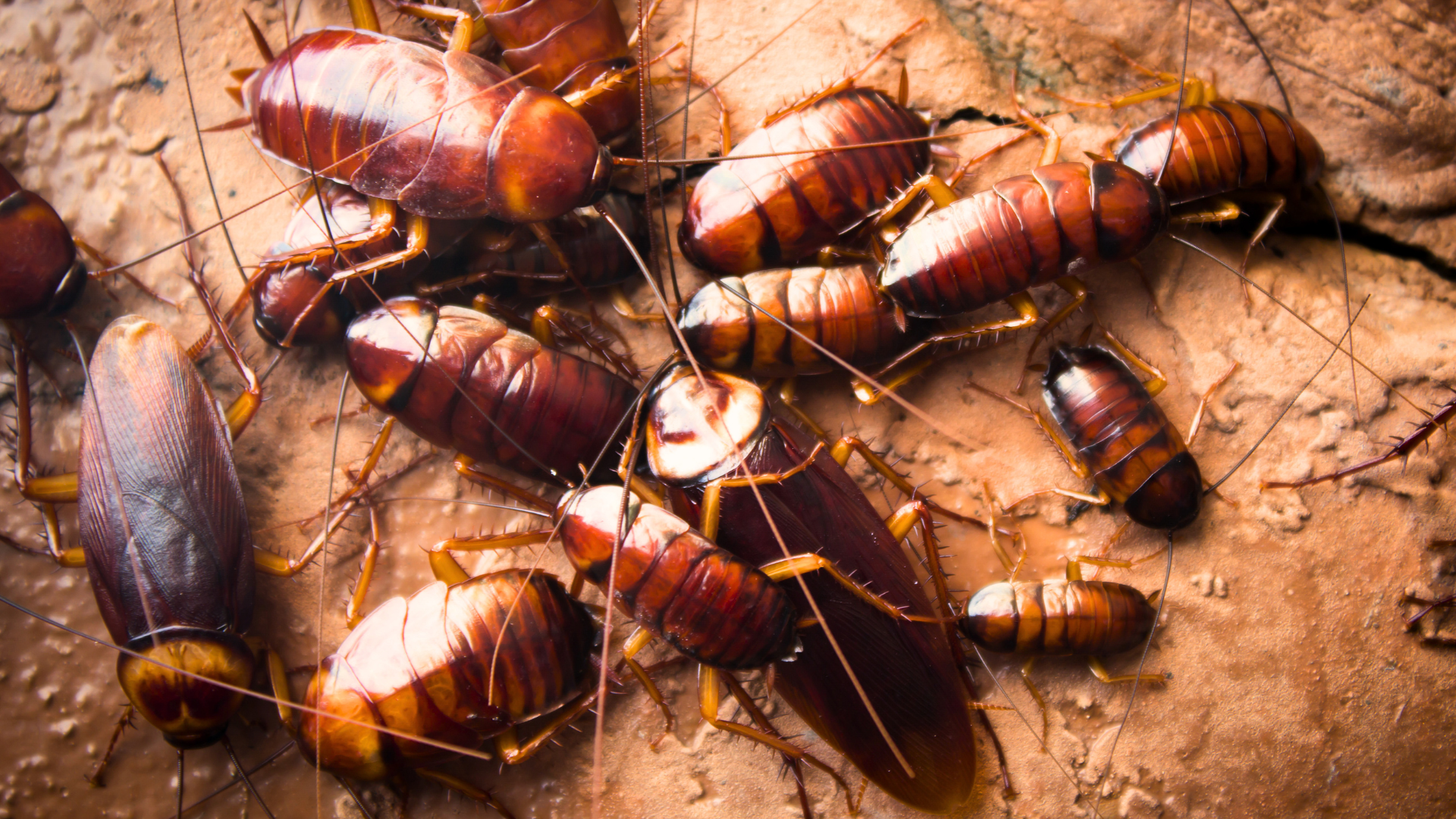 Conheça as 4 Principais Espécies de Baratas Encontradas no Brasil ...