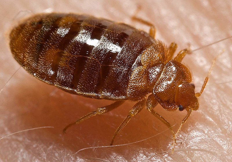 infestação de percevejos no centro do rio de janeiro