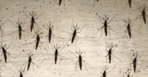 mosquitos e pernilongos