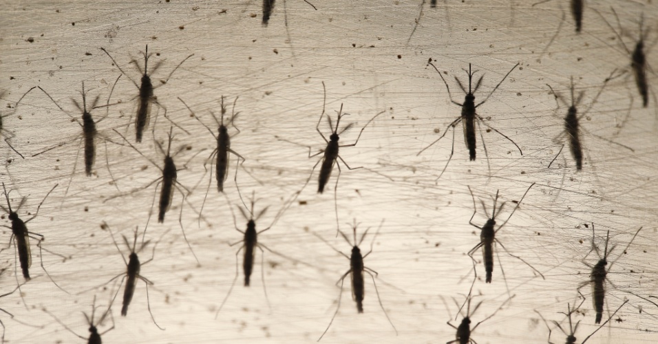 mosquitos e pernilongos