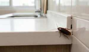 sinais de infestação de baratas